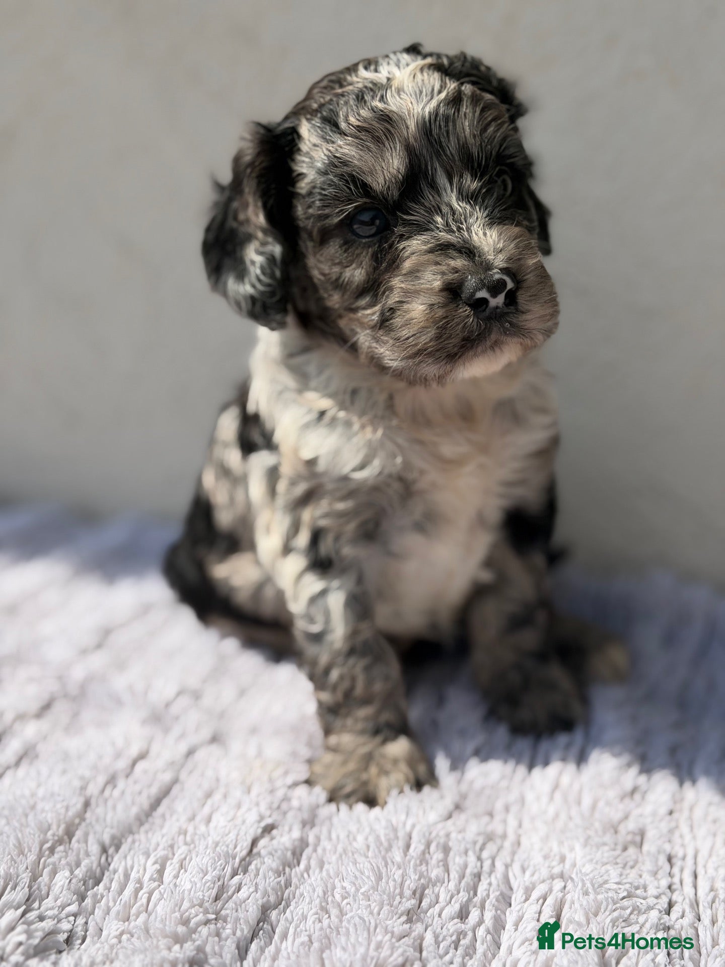 Cockapoo dogs F1 Cockapoo puppies READY NOW - Advert 2
