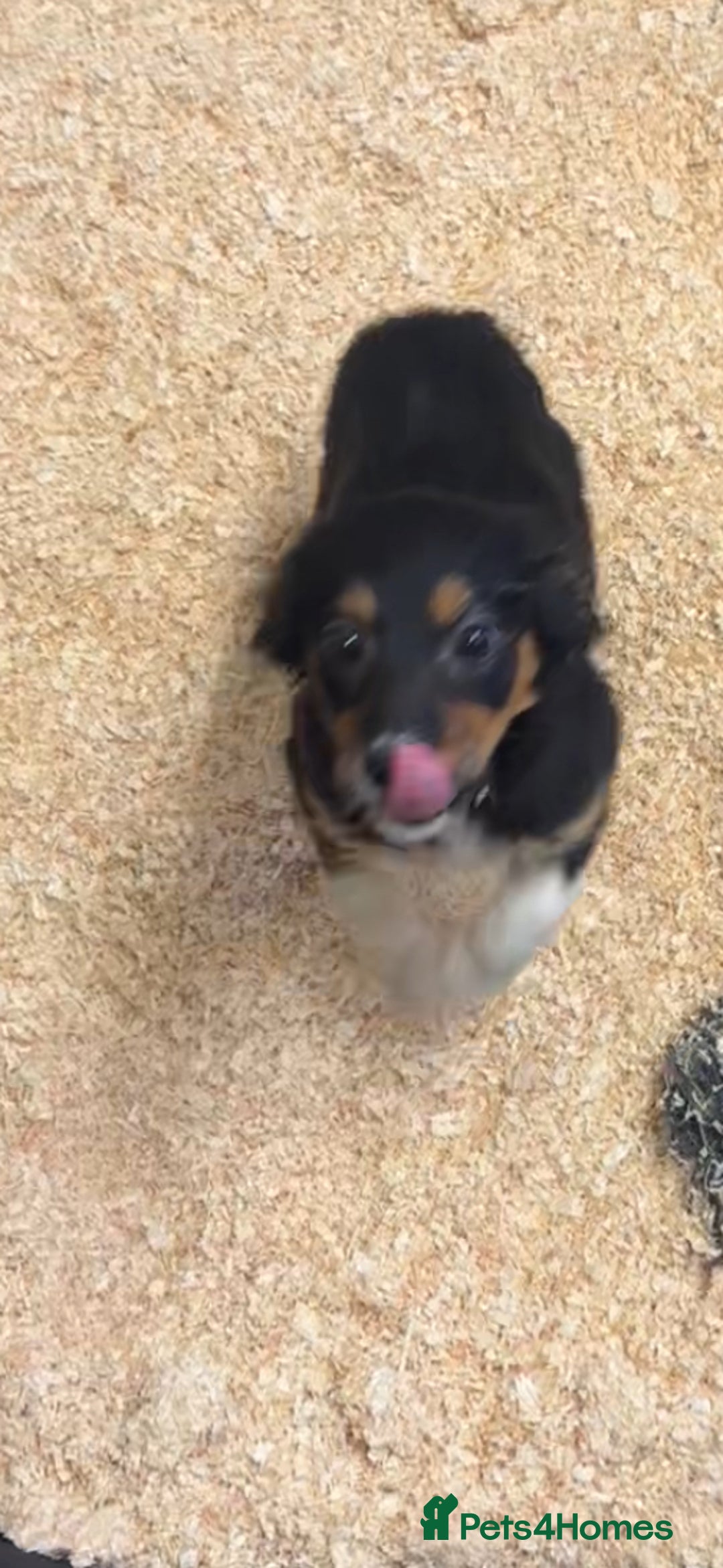 Border Collie dogs for sale: Last 2 girls left  - Advert 4