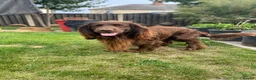Cocker Spaniel dogs for stud: Sparkey the chocolate cocker spaniel  - Advert 7