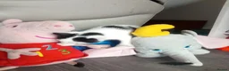 Mixed Breed cats for sale: Black and white male kitten  - Advert 5