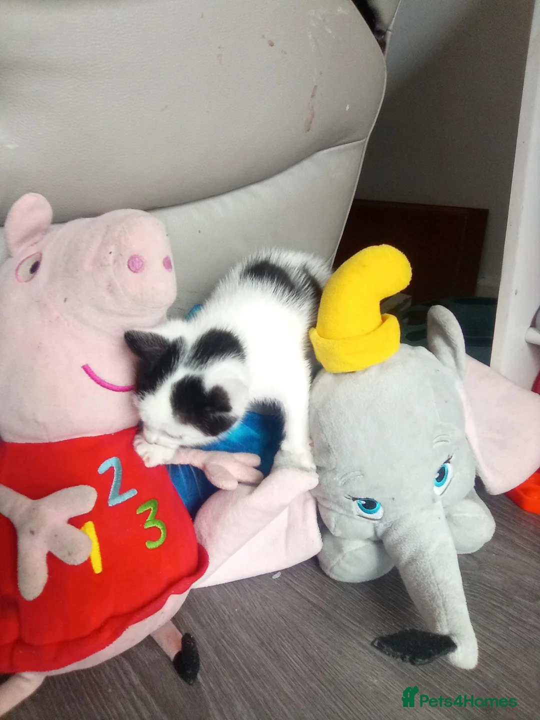 Mixed Breed cats for sale: Black and white male kitten  - Advert 5