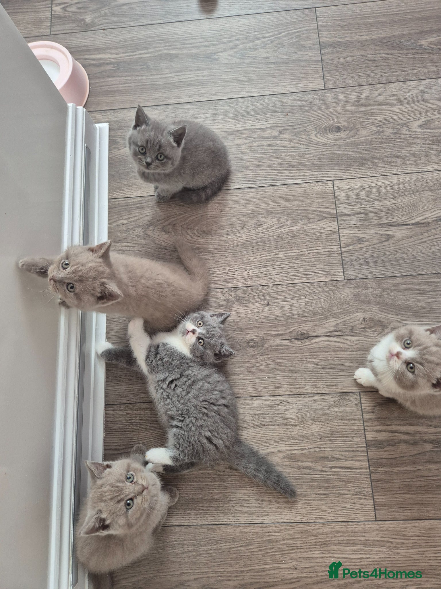 British Shorthair cats British sorthair - Advert 1