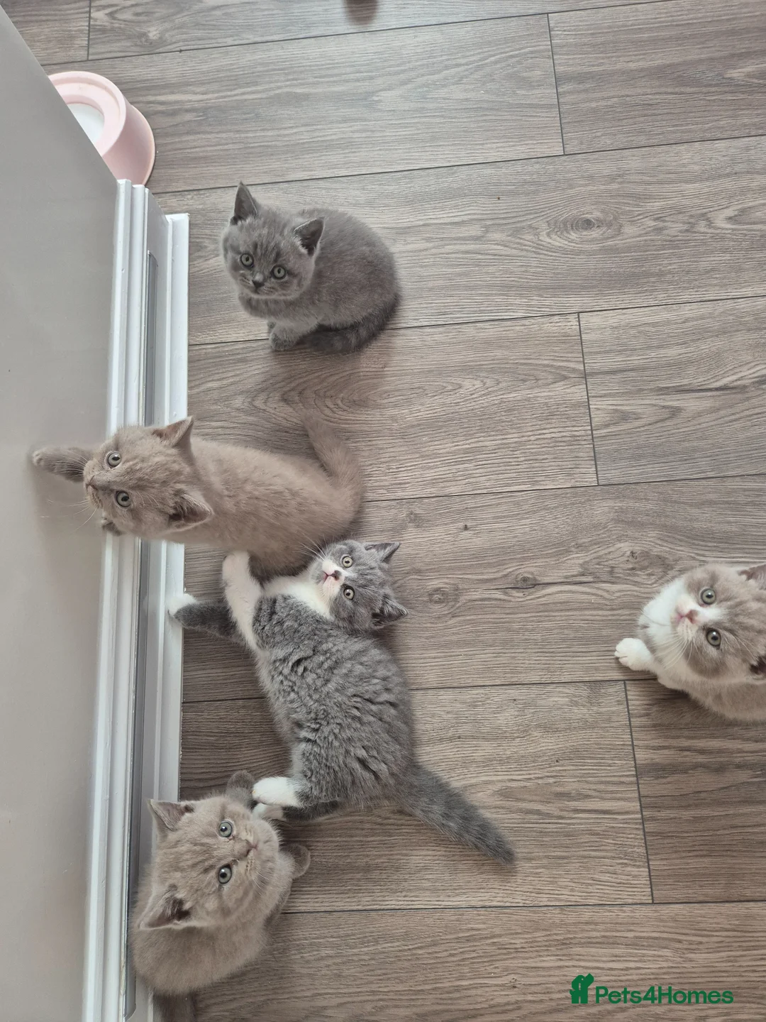British Shorthair cats for sale: British sorthair - Advert 1