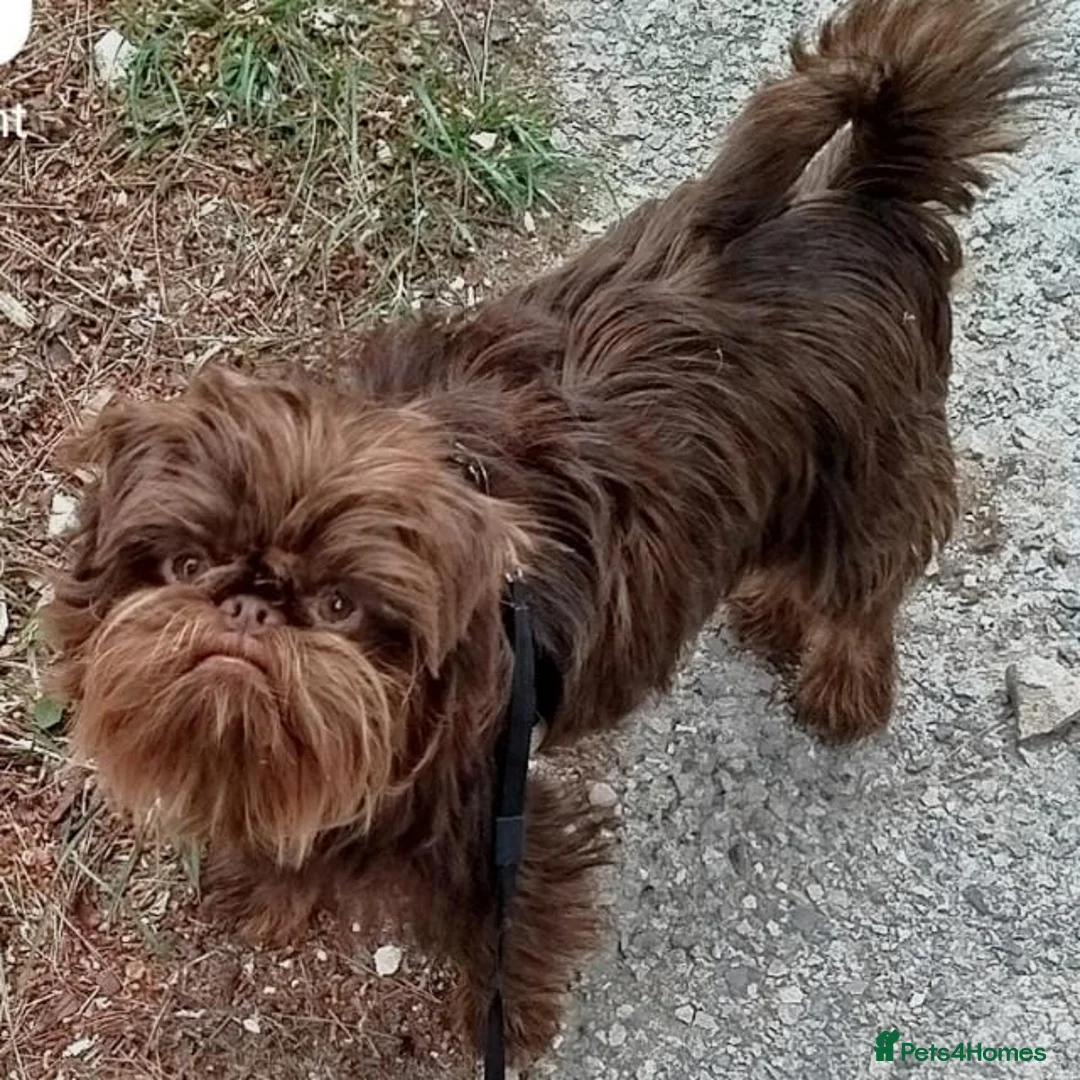 Griffon Bruxellois dogs for sale: Adorable chocolate boy - Advert 3