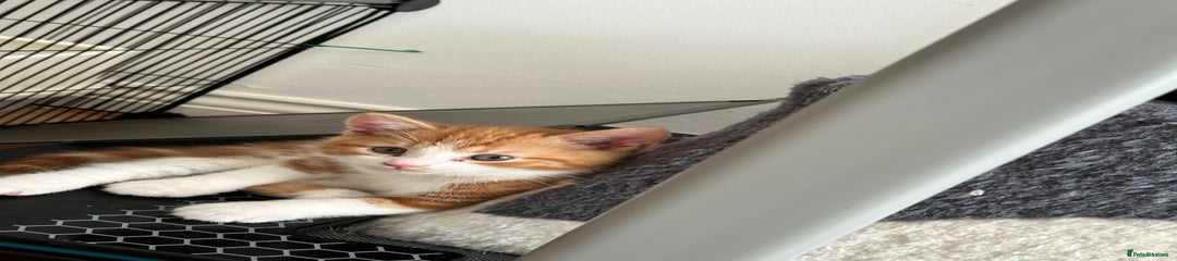 Domestic Shorthair Kitten 2