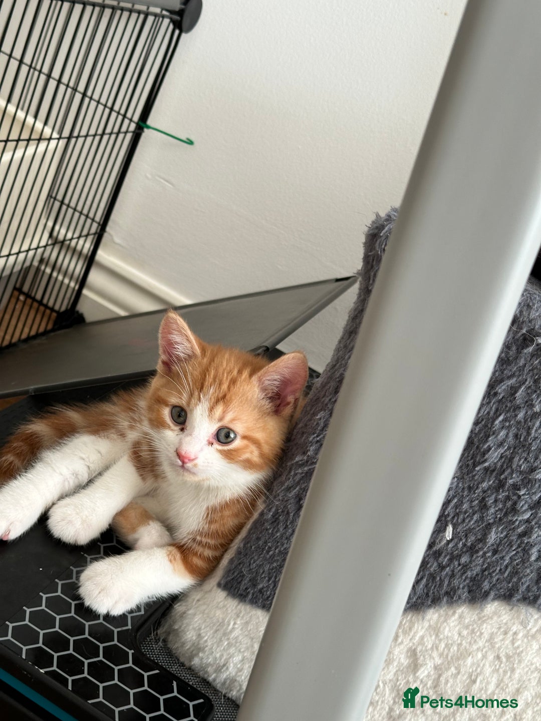 Domestic Shorthair cats for sale: 2 Male 2 female kittens for sale - Image 3