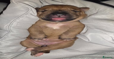 Mixed Breed dogs - Advert 2