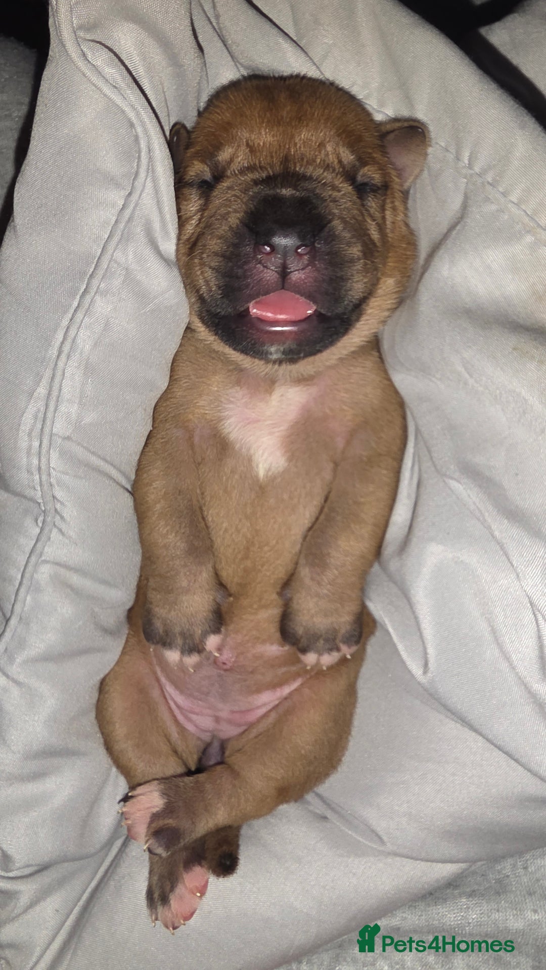 Mixed Breed dogs for sale: Adorable Bull Bordeaux Puppies  - Image 5