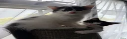 Turkish Van cats for sale: 3 beautiful kittens for sale.  - Advert 2