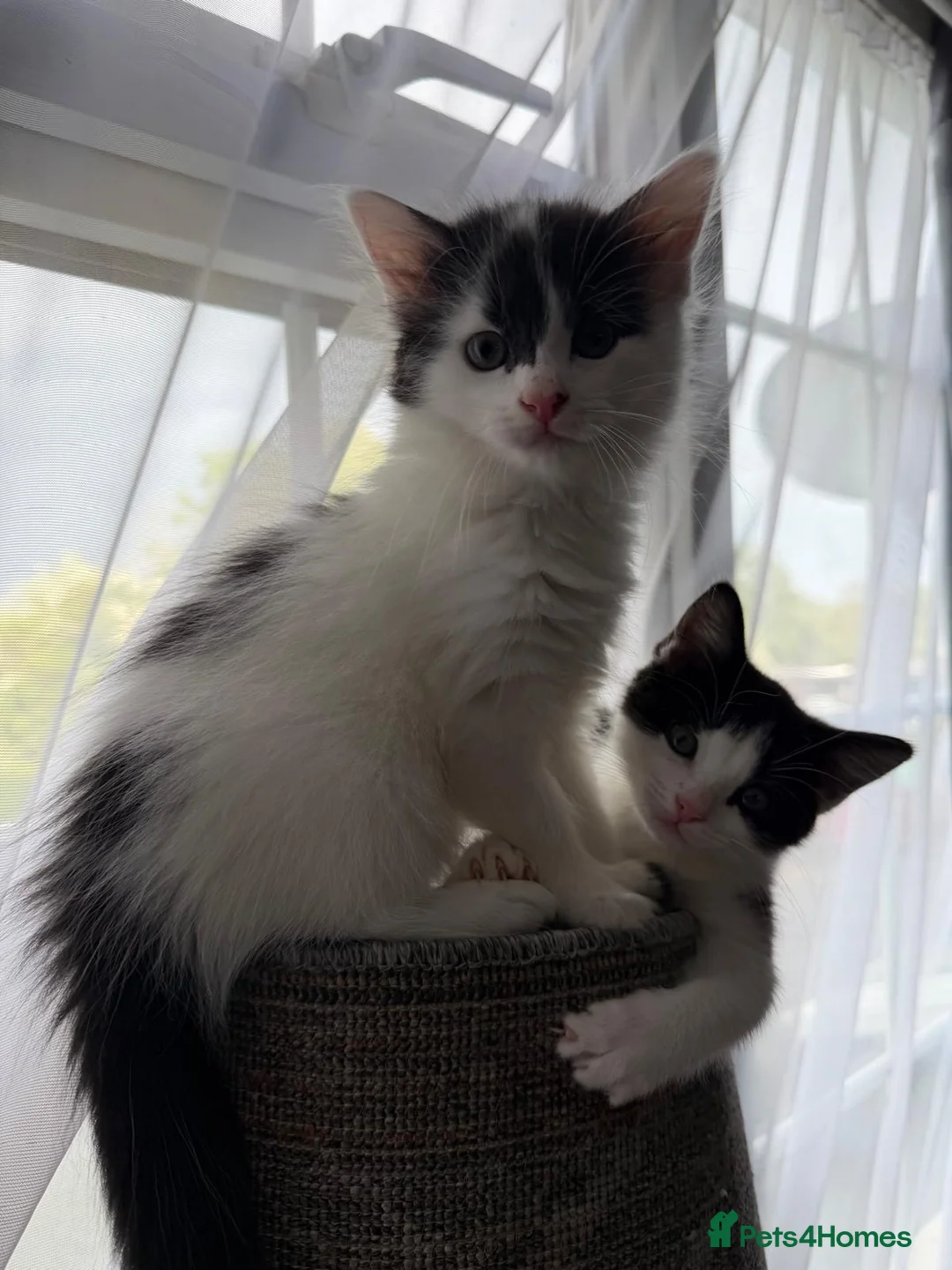 Turkish Van cats for sale: 3 beautiful kittens for sale.  - Advert 2