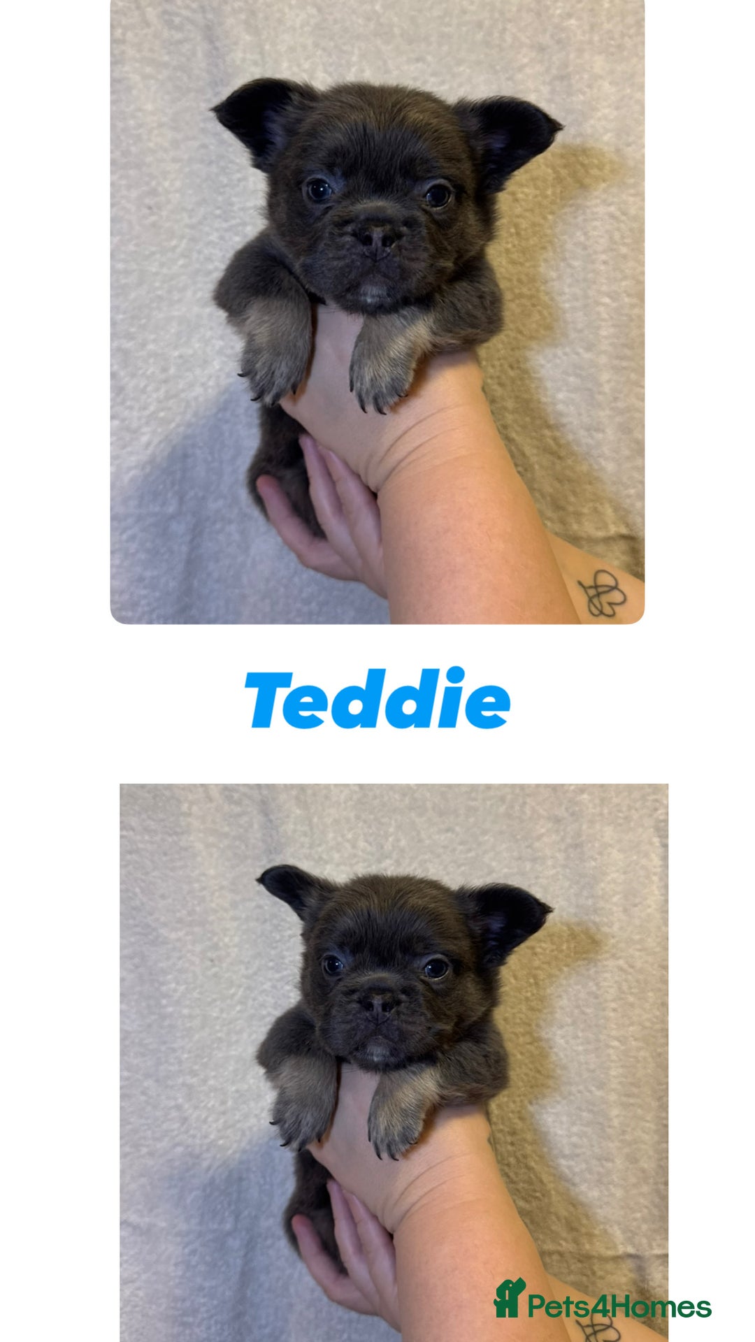 French Bulldog dogs for sale: Fluffy French Bulldog Puppies  - Image 4