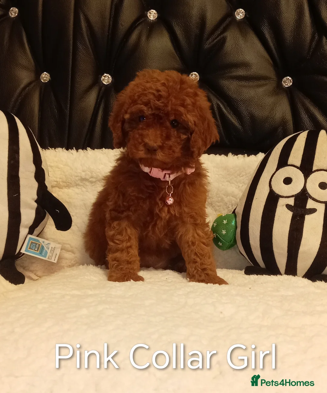 Cockapoo dogs for sale: 7 cockapoos for sale  - Advert 8