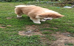 Japanese Akita Inu dogs for sale: Longcoat Japanese Akita Inu - Image 3