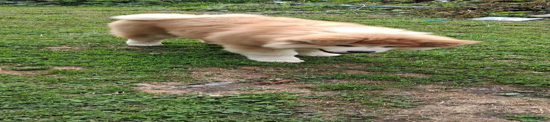 Japanese Akita Inu Puppy 1