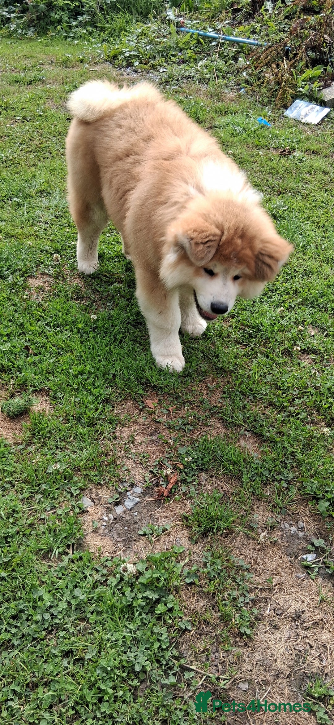 Japanese Akita Inu dogs for sale: Longcoat Japanese Akita Inu - Image 3