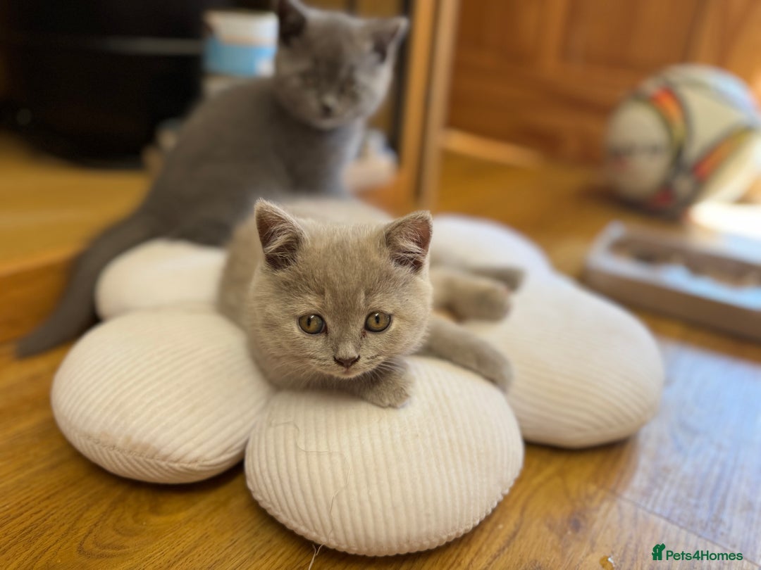 British Shorthair cats for sale: Incredible GCCF British shorthaired kittens  - Image 18