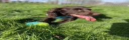 Cocker Spaniel dogs for sale: Jasper (cocker spaniel)  in Ferryhill - Advert 8