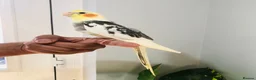 Cockatiels birds for sale: Beautiful hand tamed cockatiels for sale. - Advert 11