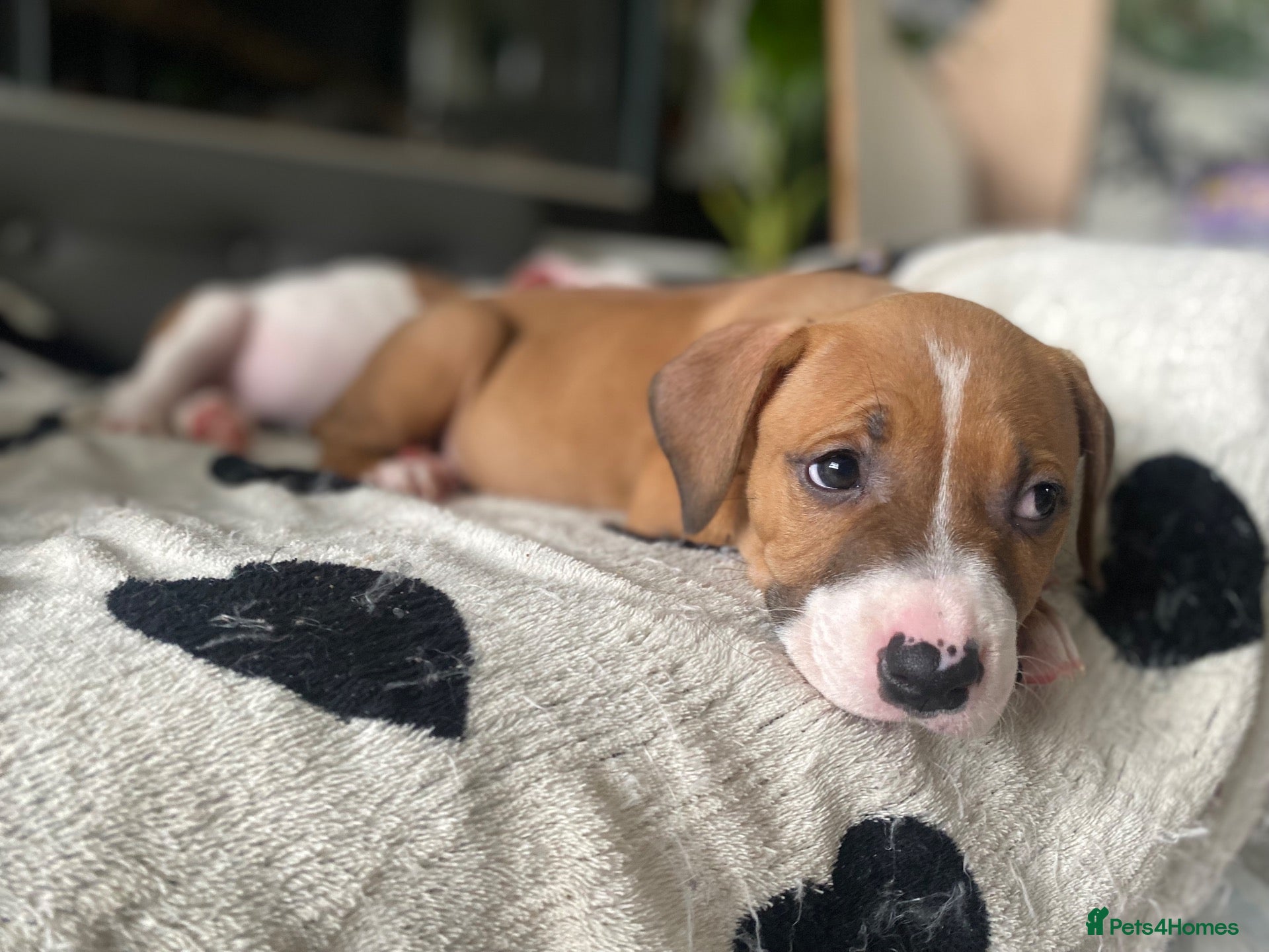 Mixed Breed dogs 3 boys & 3 girls Ready to go🏡💕 - Advert 9