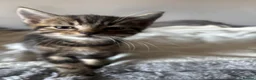 Mixed Breed cats for sale: Two tabby kittens both boys - Advert 4