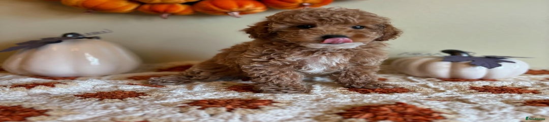Goldendoodle Puppy 2