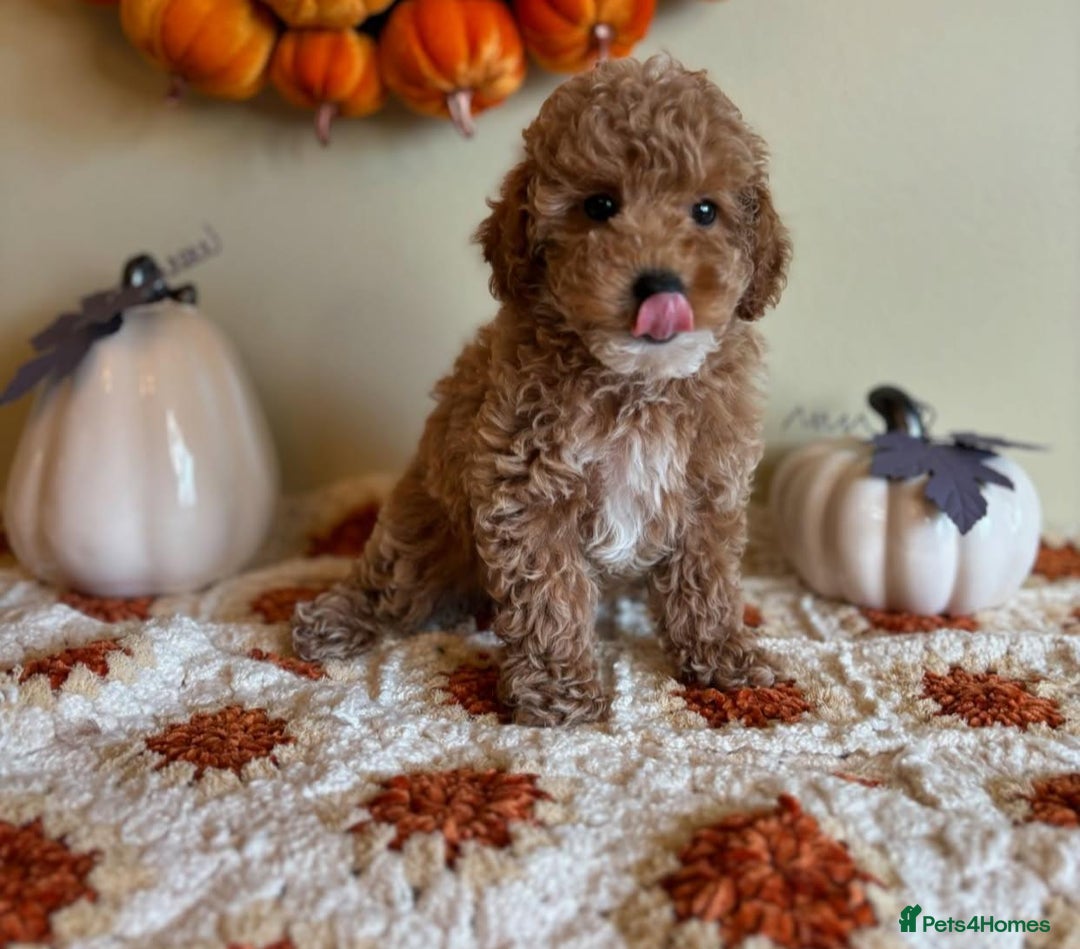 Goldendoodle dogs for sale: Beautiful GoldenDoodle Puppies Ready This Weekend! - Image 7