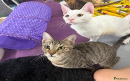 Domestic Shorthair cats for sale:  Parker & Pika – the sweetest sibling duo - Image 1