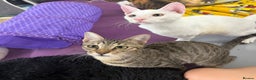 Domestic Shorthair cats for sale:  Parker & Pika – the sweetest sibling duo - Advert 1