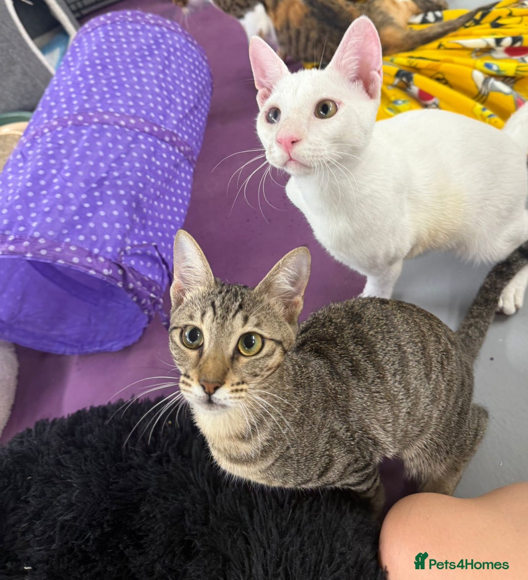 Domestic Shorthair cats for sale:  Parker & Pika – the sweetest sibling duo - Image 1