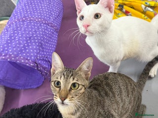 Domestic Shorthair cats for sale - Advert 2