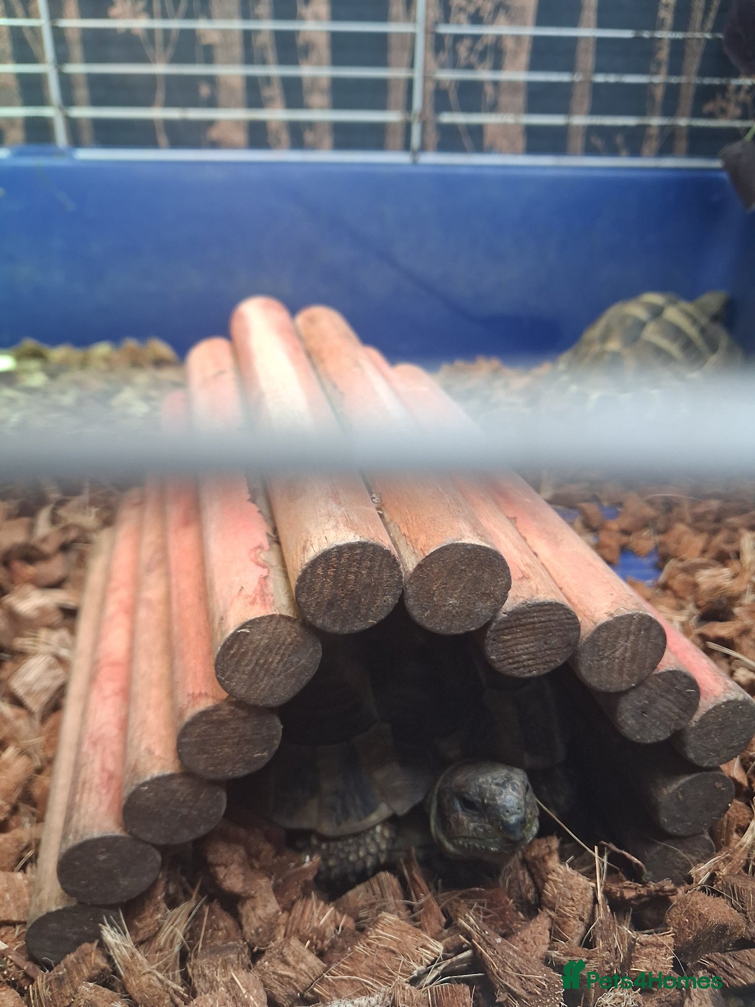 Hermann Tortoise reptiles 3 male Herman tortoise for sale £100  with papers - Advert 2