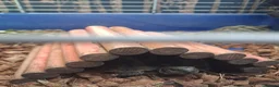 Hermann Tortoise reptiles for sale: 3 male Herman tortoise for sale £100  with papers in Caerphilly - Advert 1