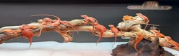 Bearded Dragon reptiles for sale: Red Monster baby bearded dragons ready to go!  - Advert 17