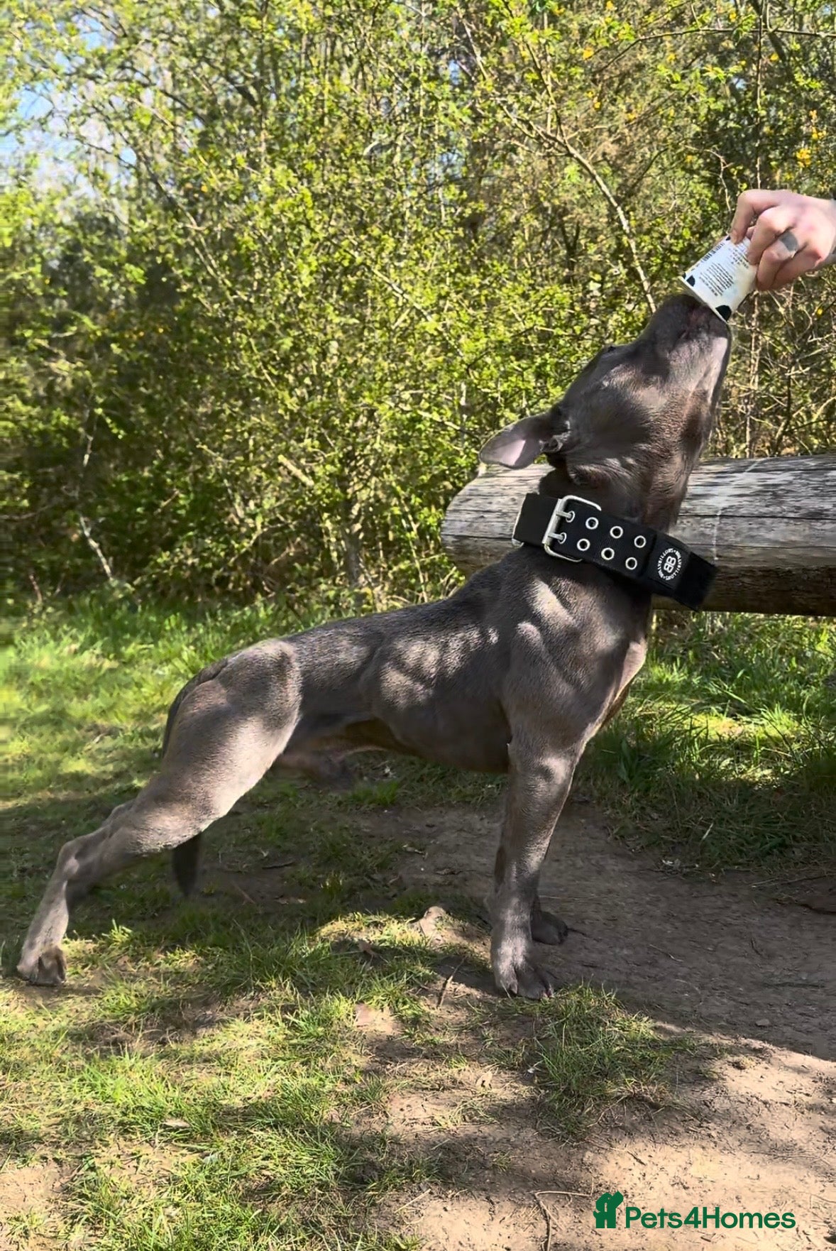 Staffordshire Bull Terrier dogs for stud: BULLET THE STAFFY - Advert 1