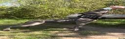 Staffordshire Bull Terrier dogs for stud: BULLET THE STAFFY - Advert 1