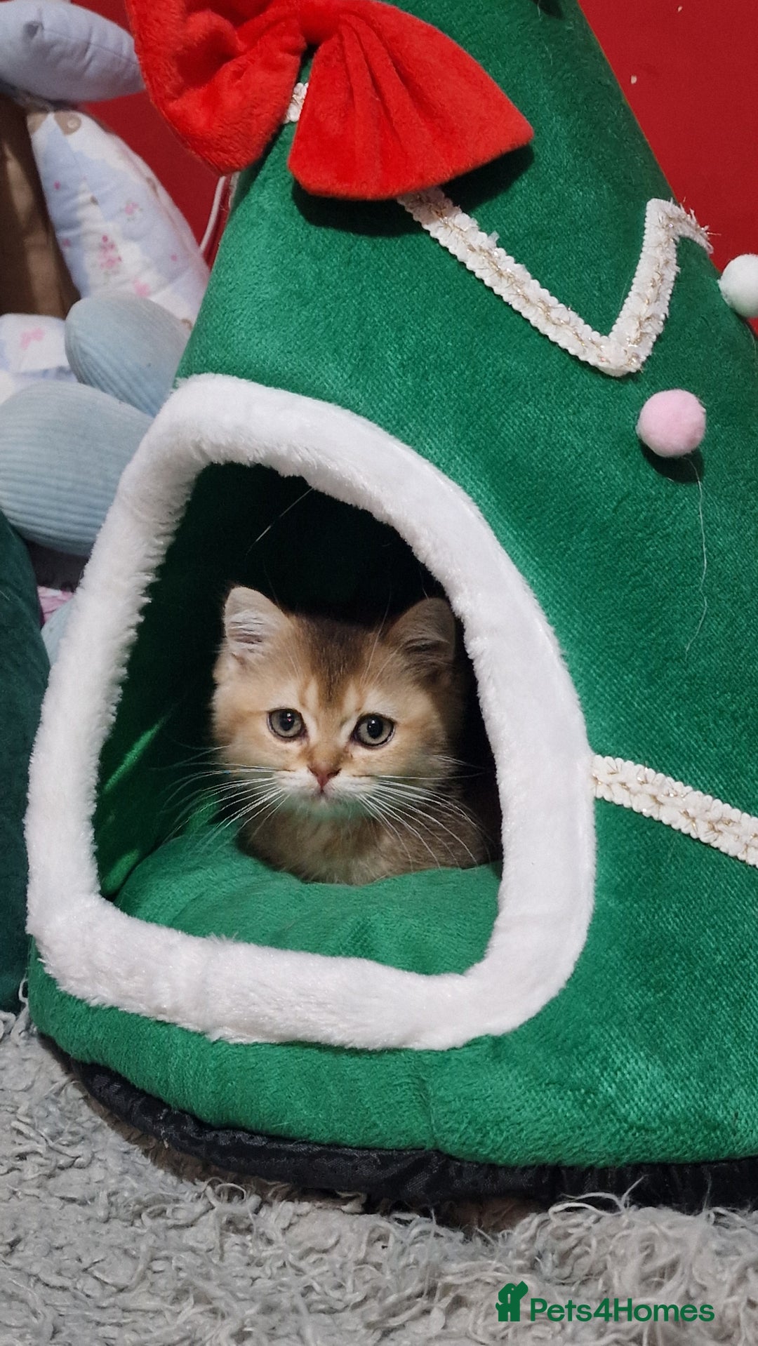 British Shorthair cats for sale: British shorthair pedigree kittens - Advert 36