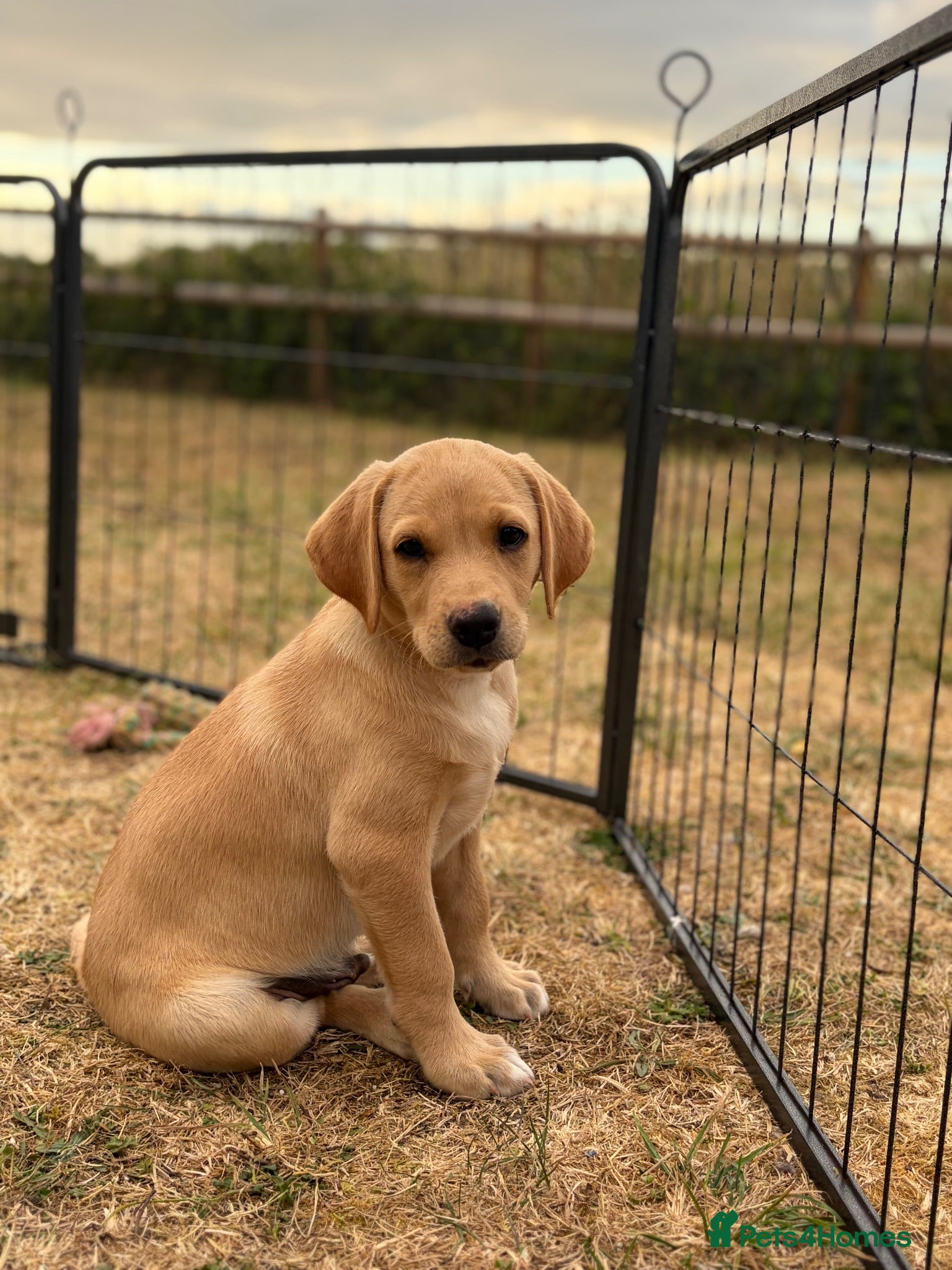 Labrador Retriever dogs KC Labrador Puppies (2 MALES AVAILABLE) - Advert 5