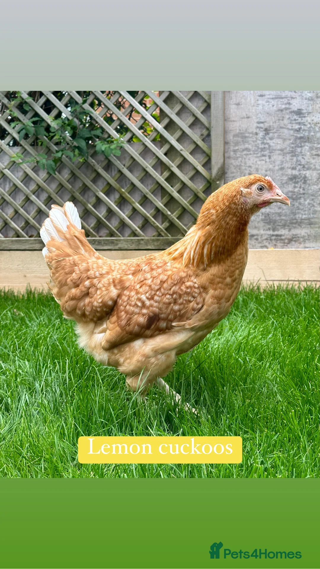 Chickens poultry for sale: Coloured hybrid hens at point of lay - Advert 14
