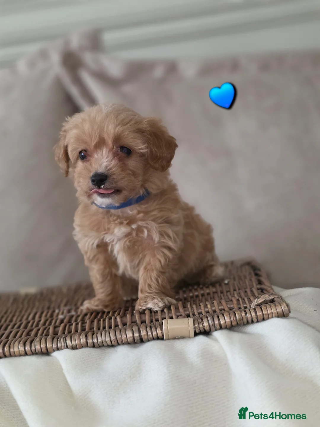 Maltipoo dogs for sale: Five gorgeous multi-poo puppies 3boys 2 girls - Advert 20