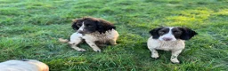 English Springer Spaniel dogs for sale: Traditional English Springer Spaniels  - Advert 10