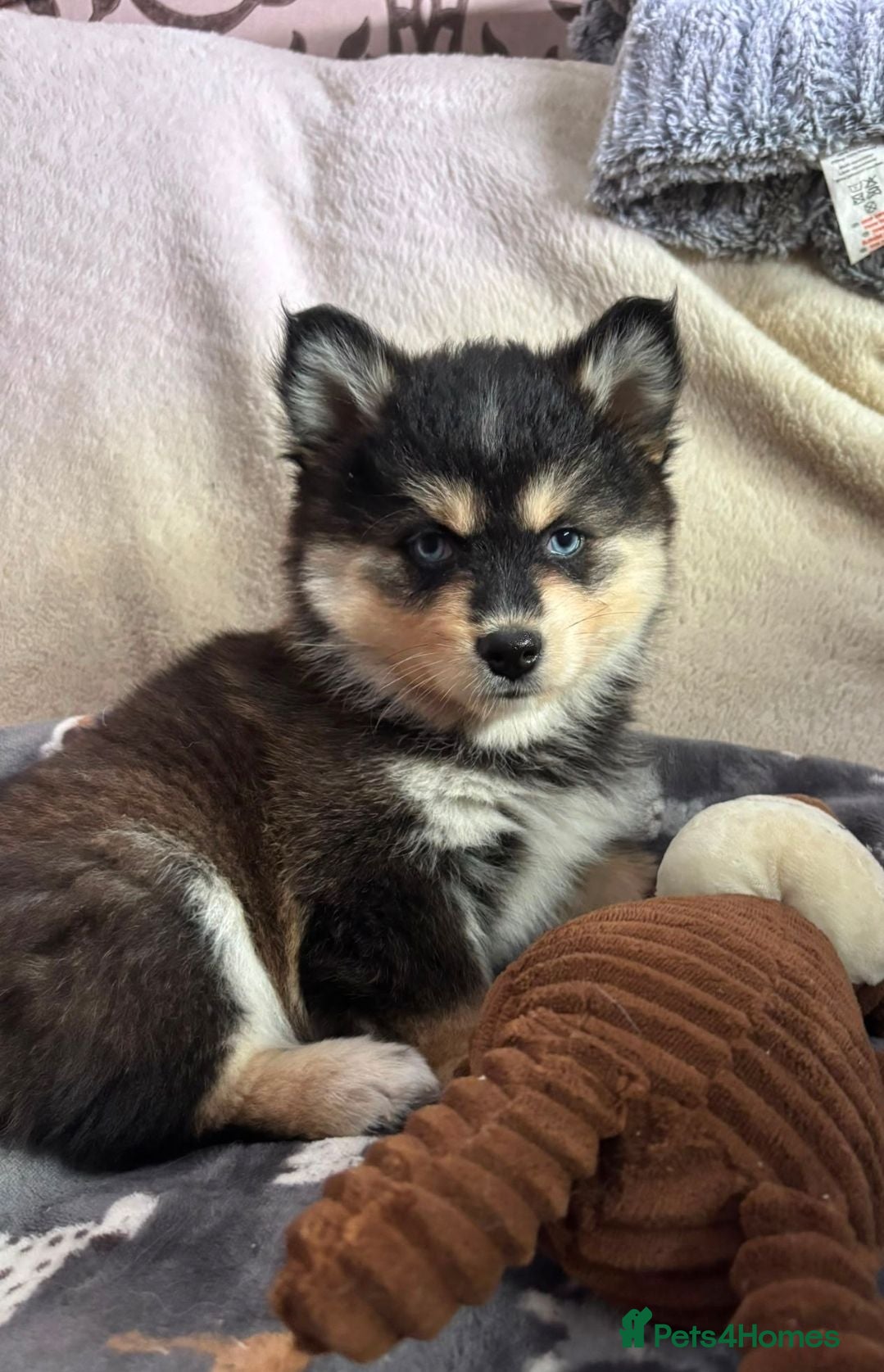 Pomsky dogs American Lines, Health Tested F4 Pomskys - Advert 18