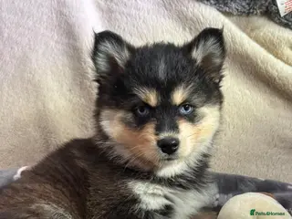 Pomsky dogs American Lines, Health Tested F4 Pomskys - Advert 18