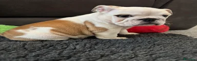 English Bulldog Puppy 5