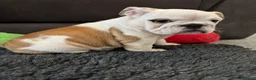 English Bulldog dogs for sale: KC REG Red/White English Bulldogs READY NOW!! - Advert 19