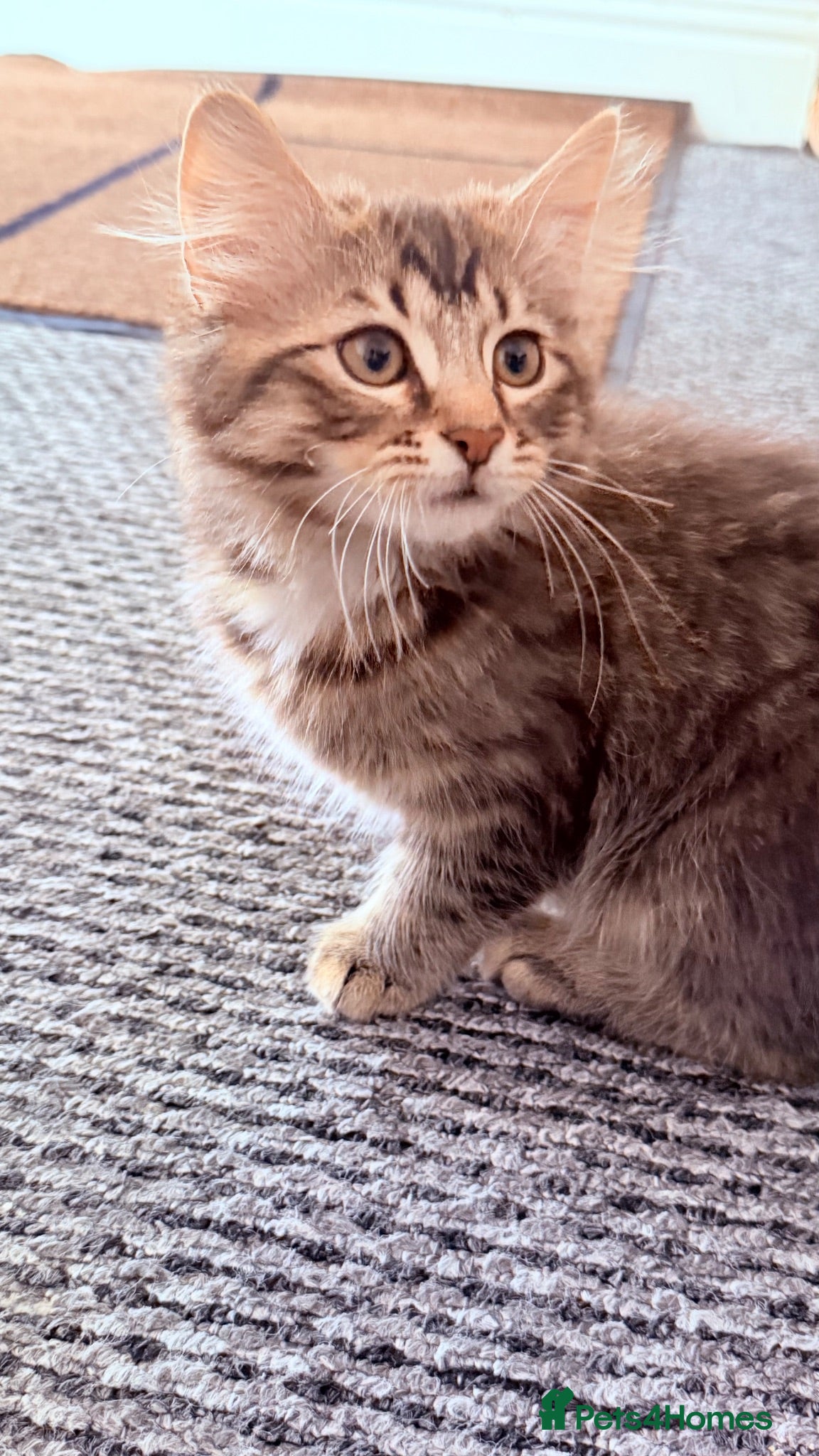 Mixed Breed cats for sale: 🌻Only serious Buyers DLH LAST BOY🌻  - Advert 1