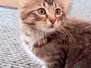 Mixed Breed cats for sale: 🌻Only serious Buyers DLH LAST BOY🌻 - Advert 1