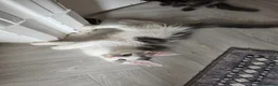 Maine Coon cats for sale: TICA REGISTERED STUNNING KITTENS  - Advert 5