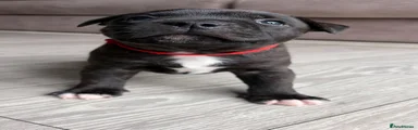 Staffordshire Bull Terrier 2
