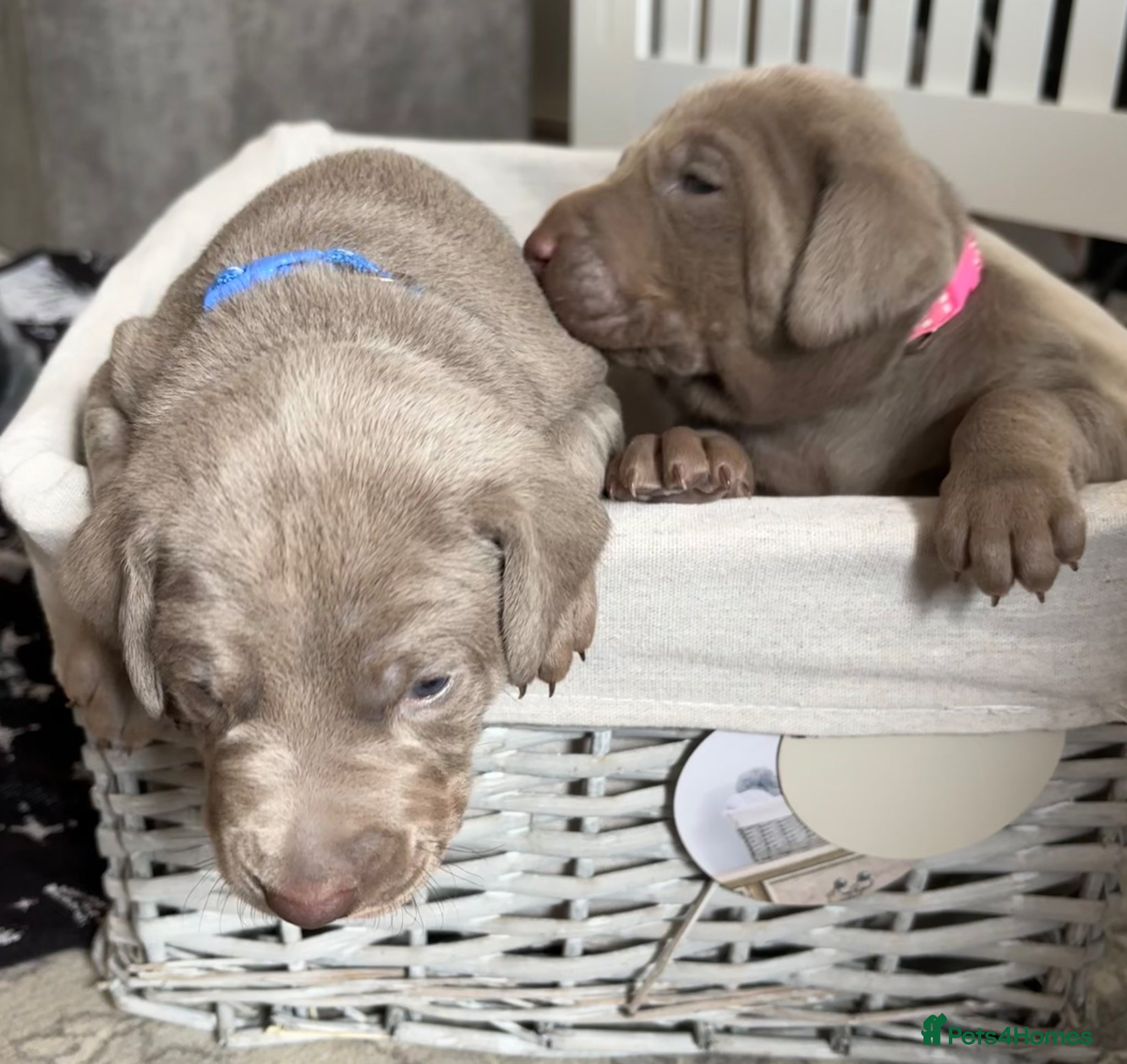 Mixed Breed dogs WEIM X DOBERMAN CHAMPION BLOODLINE PUPS - Advert 18