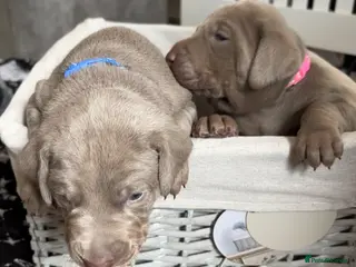 Mixed Breed dogs WEIM X DOBERMAN CHAMPION BLOODLINE PUPS - Advert 2